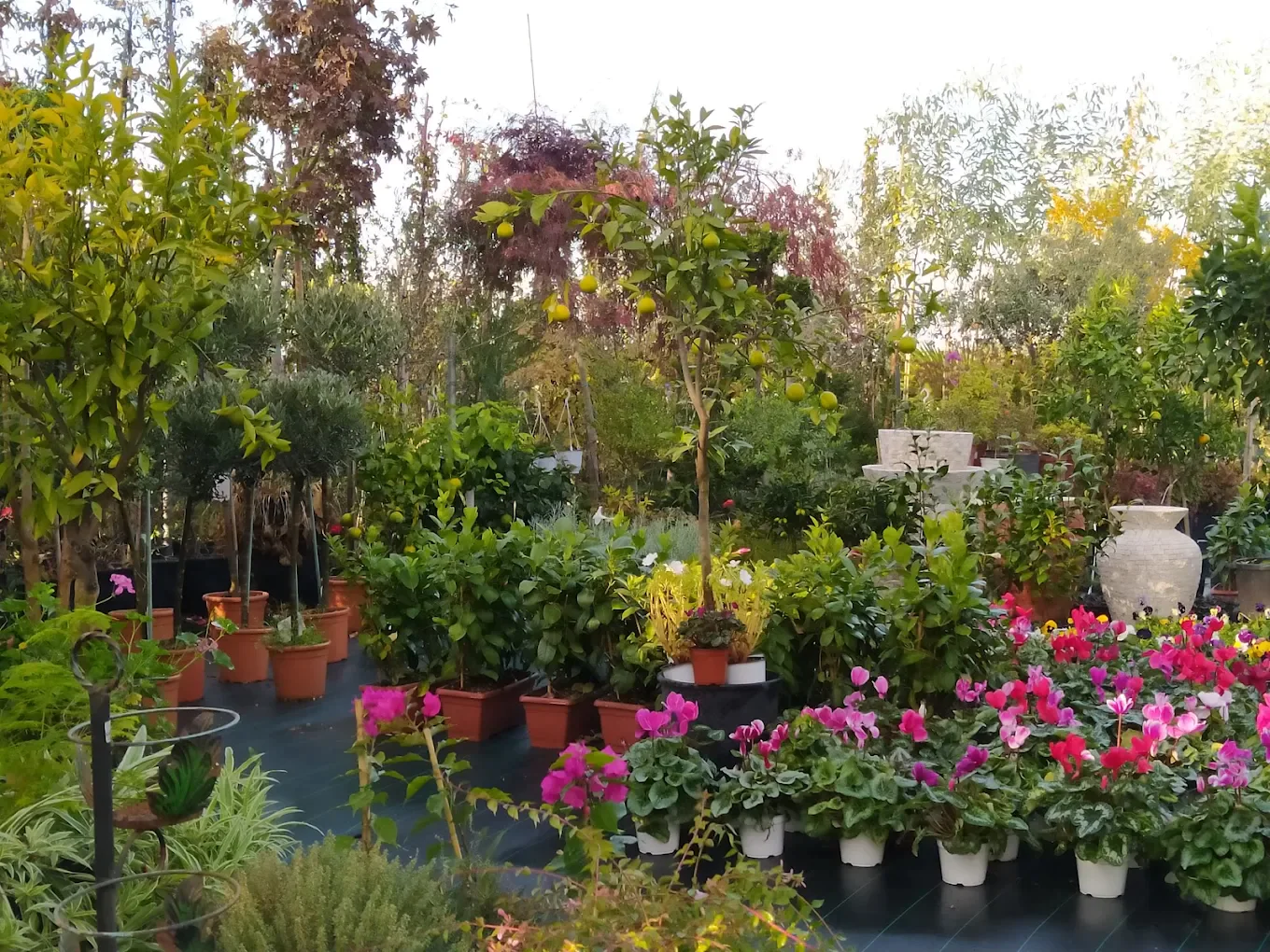 Nuk e mendoja kurrë se do të kisha një dyqan lulesh të preferuar